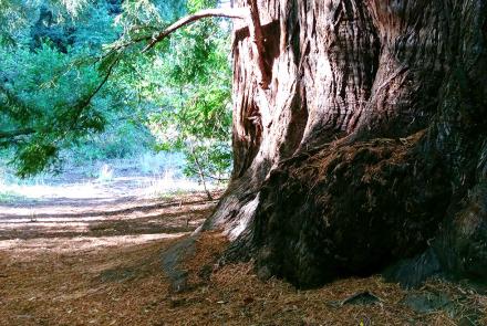 Path beside the base of an enormous redwood tree
