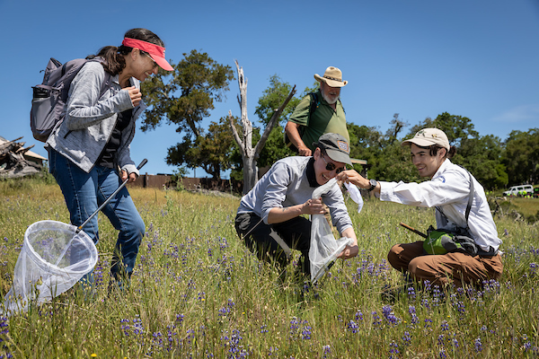 A group of people holding nets to catch bees, on a green field. 