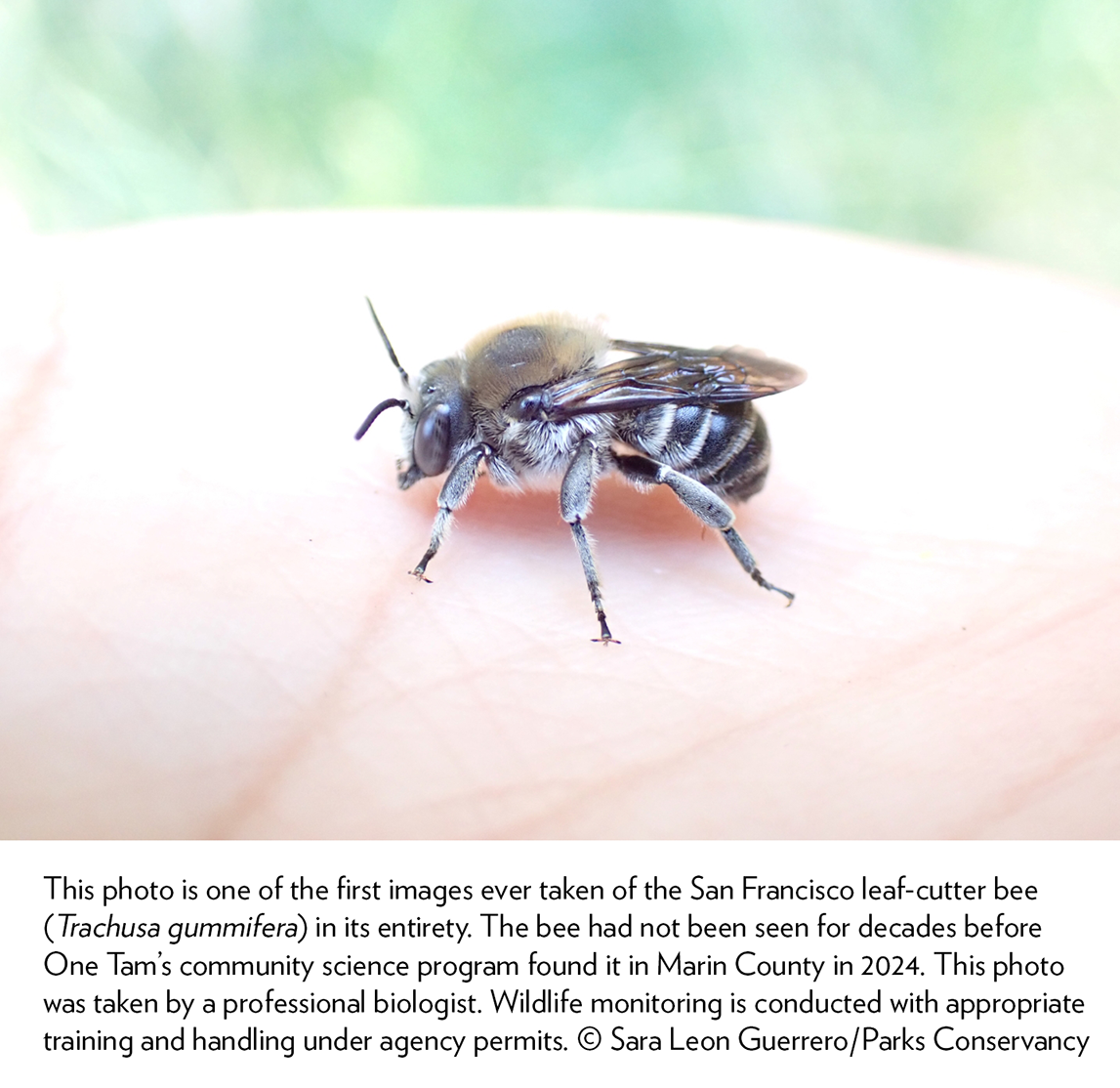 A black and white striped bee with light yellow back perched atop a finger with a light green background.