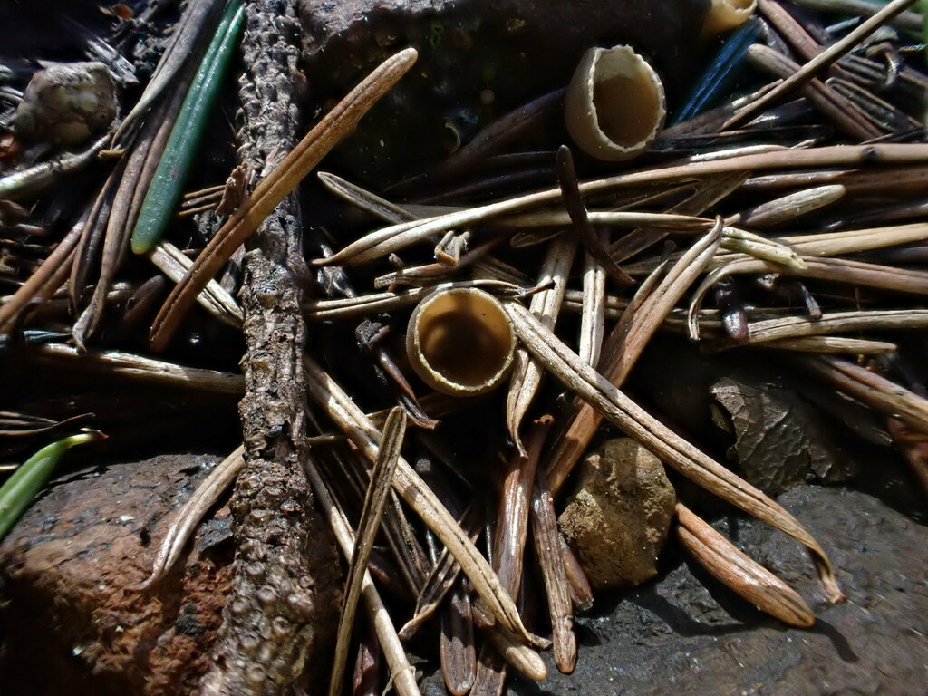 Small cup-like mushrooms sit amid dry Douglas-fir needles and soil,