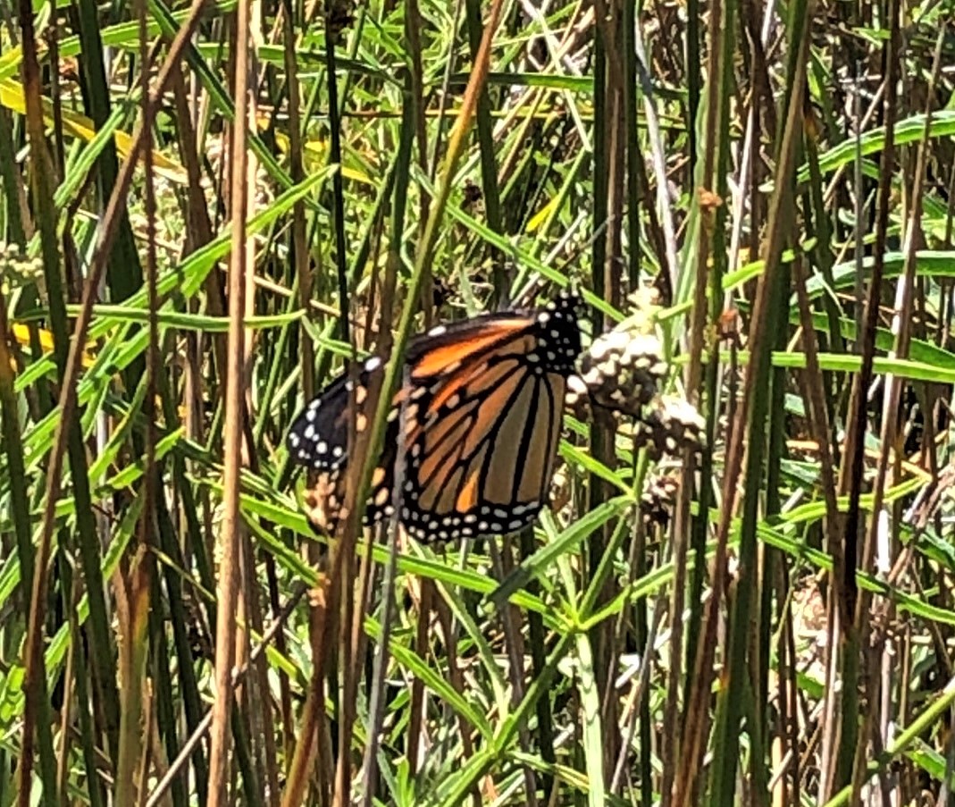Monarch Habitat Enhancement
