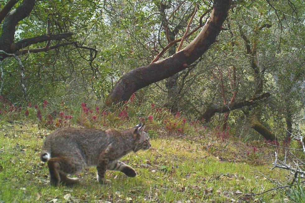 A beige bobcat crouches in the lower left corner against a green forest background.