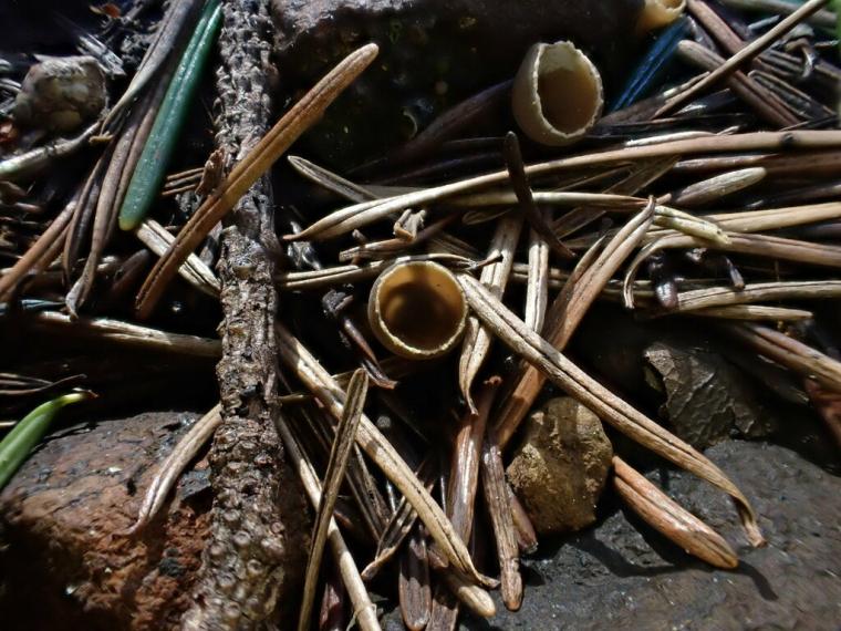 Two small cup-like brown mushrooms sit amid dry Douglas-fir needles.