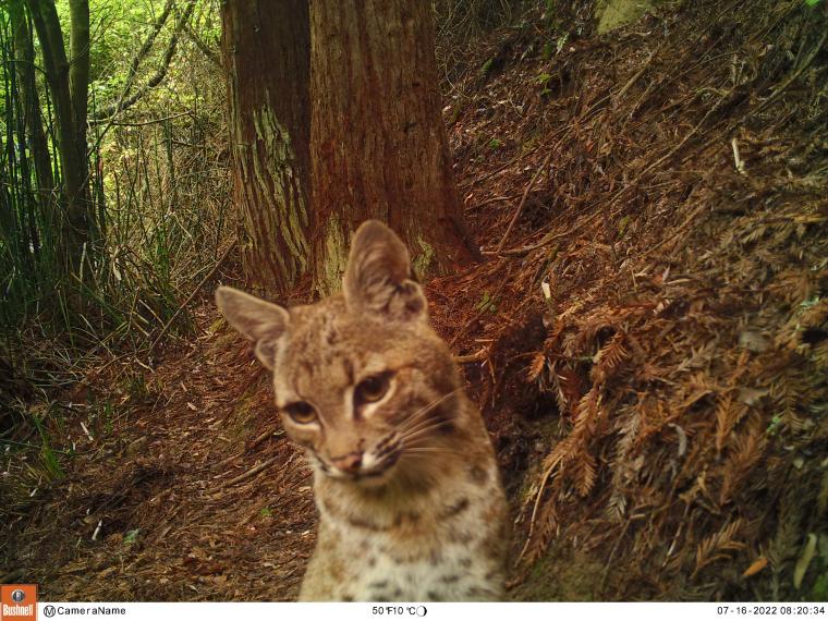 Tan bobcat portrait in the bottom middle surrounded by brown forest floor.