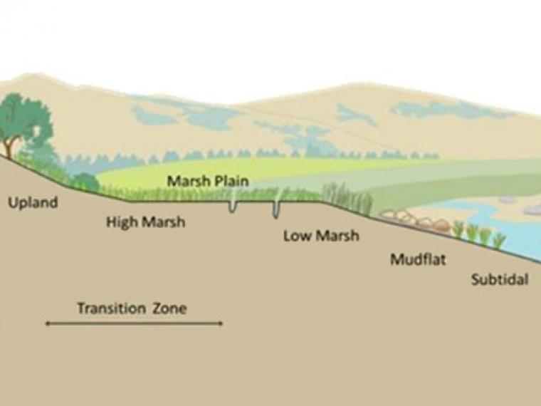 Diagram of a marsh