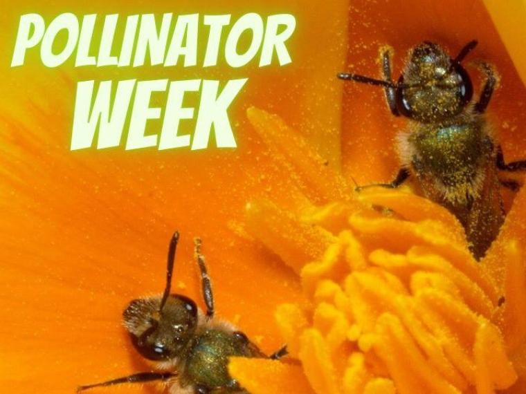 Pollinator Week One Tam 4736