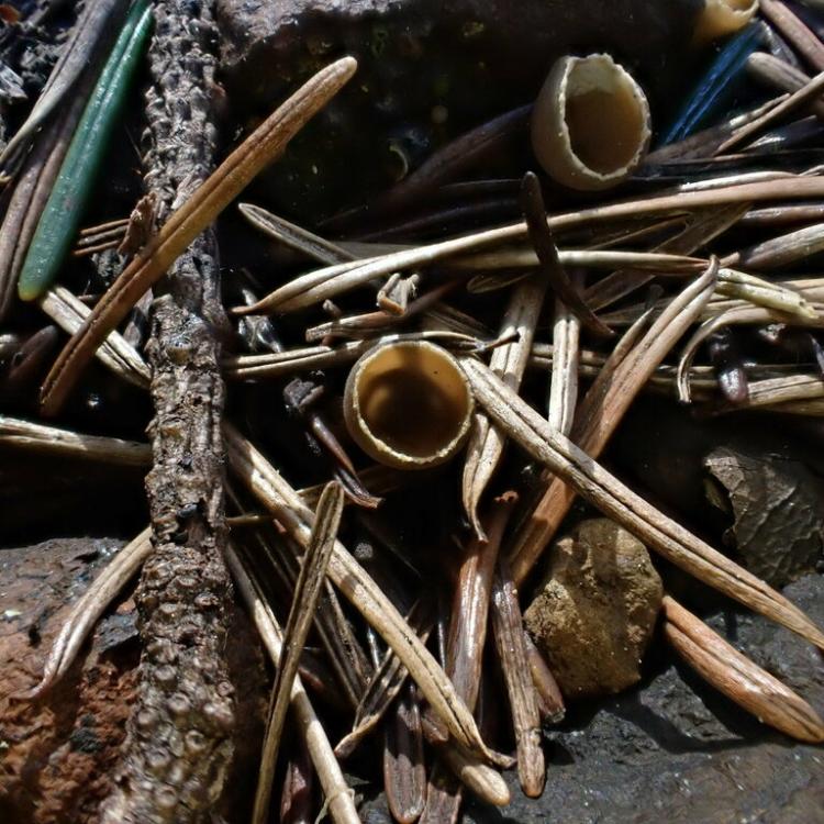 Two small cup-like brown mushrooms sit amid dry Douglas-fir needles.